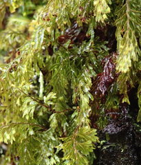 Hymenophyllum lanceolatum