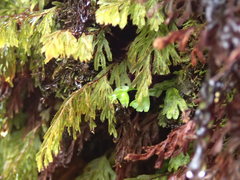 Hymenophyllum lanceolatum
