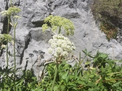 Angelica scabrida
