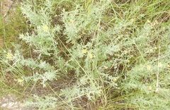 Heterotheca canescens