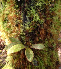 Elaphoglossum paleaceum