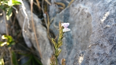 Hypoestes