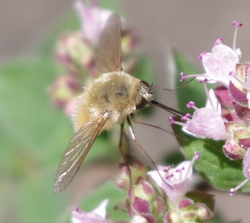 Systoechus ctenopterus