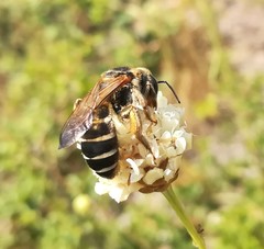 Halictus