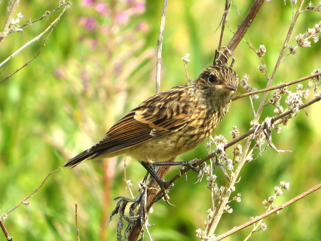 Bluethroat from г. Нижняя Тура, Свердловская обл., Россия on July 18 ...