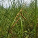 Carex paleacea × stricta - Photo (c) Colin Chapman-Lam, algunos derechos reservados (CC BY-NC), uploaded by Colin Chapman-Lam