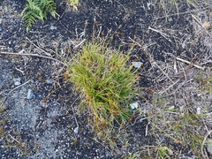 Carex leporina