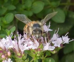 Apis mellifera