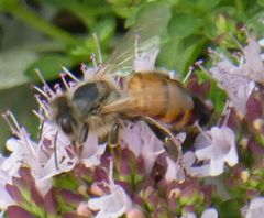 Apis mellifera