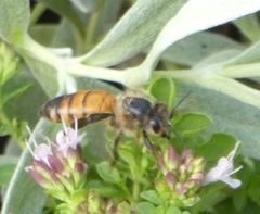 Apis mellifera