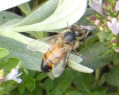 Apis mellifera