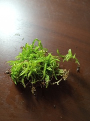 Acrocladium chlamydophyllum