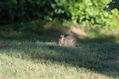 Sylvilagus floridanus
