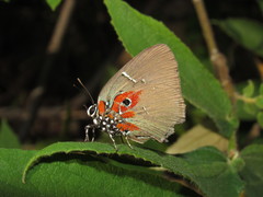 Atlides inachus