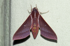 Theretra pallicosta