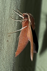 Theretra pallicosta
