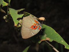 Atlides inachus
