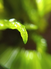 Acrocladium chlamydophyllum