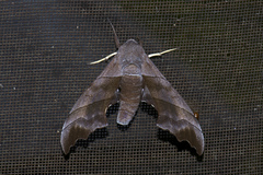 Polyptychus trilineatus