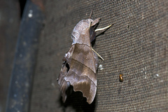 Polyptychus trilineatus