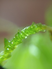 Acrocladium chlamydophyllum