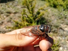 Tibicina