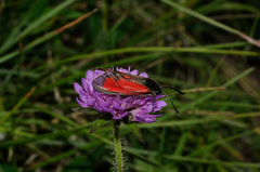 Zygaena purpuralis
