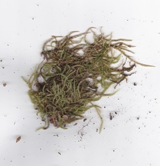 Acrocladium chlamydophyllum