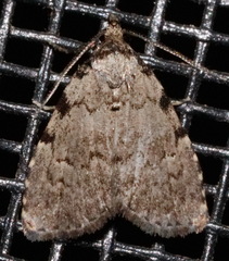 Dyspyralis puncticosta