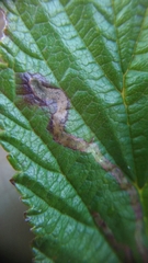 Agromyza filipendulae