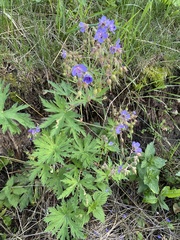 Geranium pratense