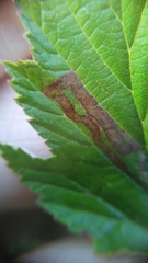 Agromyza filipendulae