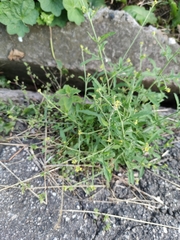 Sisymbrium officinale