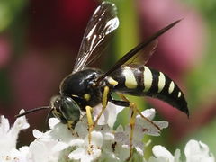 Bicyrtes quadrifasciatus