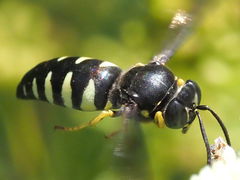 Bicyrtes quadrifasciatus