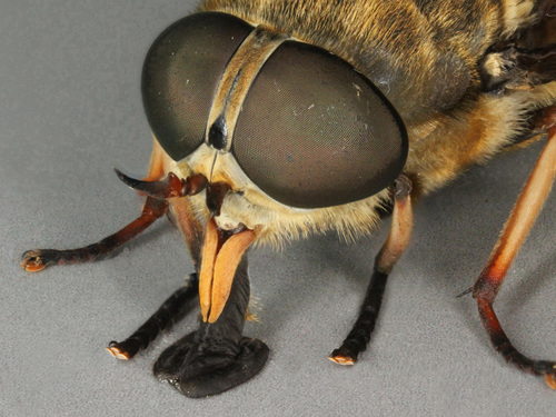 Dark Giant Horse Fly