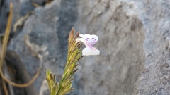 Hypoestes