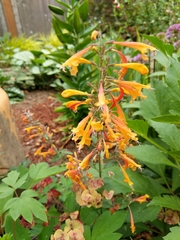Agastache aurantiaca