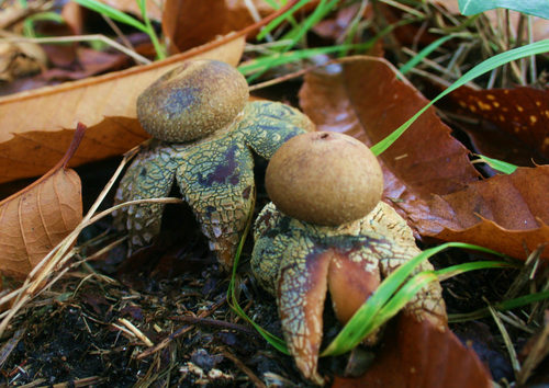 Hygroscopic Earthstar