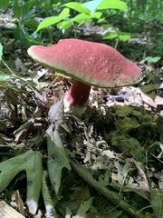 Baorangia