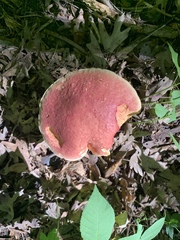 Baorangia
