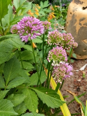 Rhizirideum