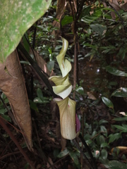 Anaphyllopsis americana