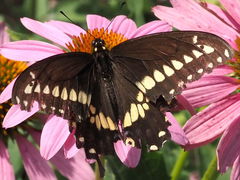 Papilio polyxenes
