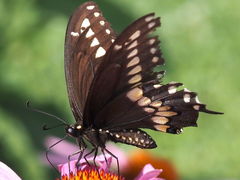 Papilio polyxenes
