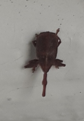 Anthonomus quadrigibbus