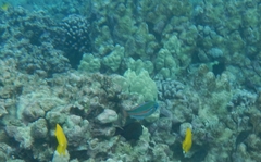 Stethojulis balteata