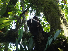Trogon