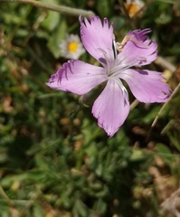 Dianthus gallicus
