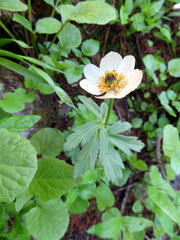 Trollius laxus